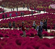 Rudens parkas Japonijoje