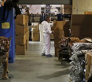 Konfiskuotų gaminių i&scaron; retų ir nykstančių gyvūnų saugykla Denveryje