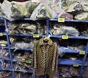 Konfiskuotas leopardo kailio &scaron;varkas