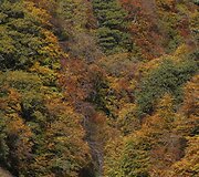 Rudens spalvomis dažosi Europos gamta