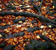 Rudens spalvomis dažosi Europos gamta