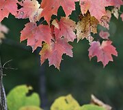 Rudens spalvomis dažosi Europos gamta