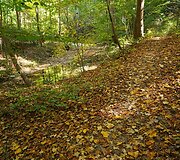 Rudens spalvomis dažosi Europos gamta
