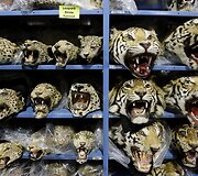 JAV sulaikytos nelegaliai mėgintos įvežti tigrų ir leopardų galvų i&scaron;kam&scaron;os