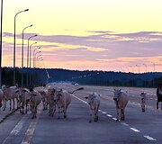 Piemuo Mianmare veda karves per greitkelį