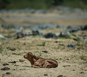 Sausra Pietų Afrikos Respublikoje