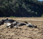 Sausra Pietų Afrikos Respublikoje