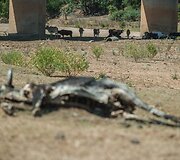 Sausra Pietų Afrikos Respublikoje