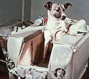 Laika