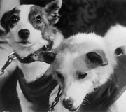 Belka ir Strelka