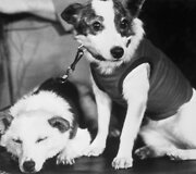 Belka ir Strelka