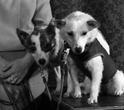 Belka ir Strelka