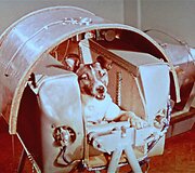 Laika