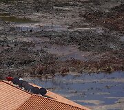 Dėl statybų nykstanti mangrovinė pelkė