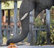 Kijevo zoologijos sode