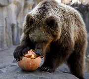 Kijevo zoologijos sode