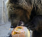 Kijevo zoologijos sode