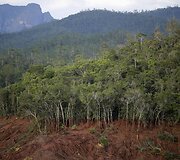 Medžiai padengti purvu sugriuvus užtvankai Brazilijoje