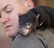 Sveiki Tasmanijos velniai paleidžiami į laisvę, kad padėtų atkurti nykstančią populiaciją.