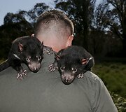 Sveiki Tasmanijos velniai paleidžiami į laisvę, kad padėtų atkurti nykstančią populiaciją.