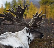 Mongolijos klajokliai &scaron;iaurės elnių augintojai