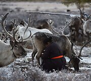 Mongolijos klajokliai &scaron;iaurės elnių augintojai