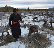 Mongolijos klajokliai &scaron;iaurės elnių augintojai