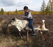 Mongolijos klajokliai &scaron;iaurės elnių augintojai