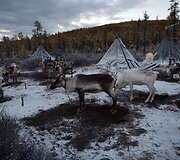 Mongolijos klajokliai &scaron;iaurės elnių augintojai