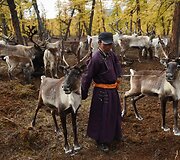 Mongolijos klajokliai &scaron;iaurės elnių augintojai