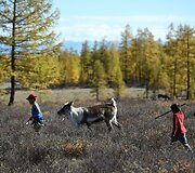 Mongolijos klajokliai &scaron;iaurės elnių augintojai