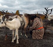 Mongolijos klajokliai &scaron;iaurės elnių augintojai