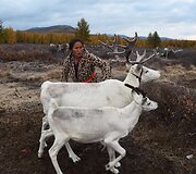 Mongolijos klajokliai &scaron;iaurės elnių augintojai