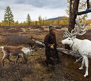 Mongolijos klajokliai &scaron;iaurės elnių augintojai
