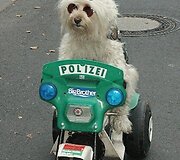 #Jesuisunchien &ndash; internete gedima per teroristų &scaron;turmą žuvusios Diesel
