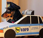 #Jesuisunchien &ndash; internete gedima per teroristų &scaron;turmą žuvusios Diesel