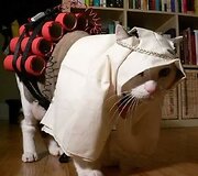 #Jesuisunchien &ndash; internete gedima per teroristų &scaron;turmą žuvusios Diesel