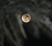 Mėnulis, matomas pro palmės lapus Abu Dabyje