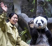 Kinijoje gyvenanti didžioji panda Basi &scaron;ventė 35 metų gimtadienį