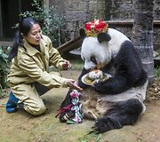 Kinijoje gyvenanti didžioji panda Basi &scaron;ventė 35 metų gimtadienį