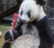 Kinijoje gyvenanti didžioji panda Basi &scaron;ventė 35 metų gimtadienį
