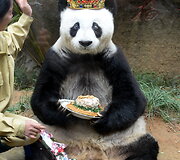 Kinijoje gyvenanti didžioji panda Basi &scaron;ventė 35 metų gimtadienį