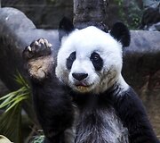 Kinijoje gyvenanti didžioji panda Basi &scaron;ventė 35 metų gimtadienį