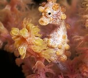 Mažieji jūrų arkliukai &ndash; hippocampus bargibanti