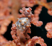 Mažieji jūrų arkliukai &ndash; hippocampus bargibanti