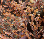 Mažieji jūrų arkliukai &ndash; hippocampus bargibanti