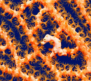 Mažieji jūrų arkliukai &ndash; hippocampus bargibanti