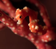 Mažieji jūrų arkliukai &ndash; hippocampus bargibanti