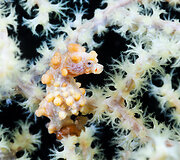 Mažieji jūrų arkliukai &ndash; hippocampus bargibanti