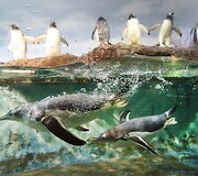 Pingvinai Vokietijos zoologijos sode